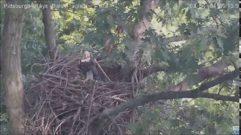 Hays Eagles Dad brings in a Y shaped stick 9 4 20