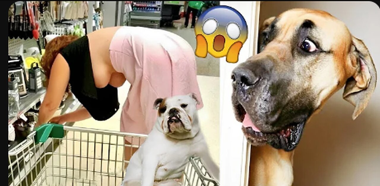 Funniest Animals Video - Funny Dogs And Cats - Try Not To Laugh Animals 2022