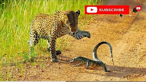 Big lizard and leopard fight | animals fight in jungle #animals fight scene #1 on trending