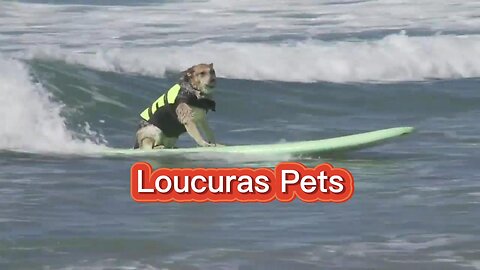 Os pets mais divertidos da internet: cachorros, gatos e suas loucuras incríveis!