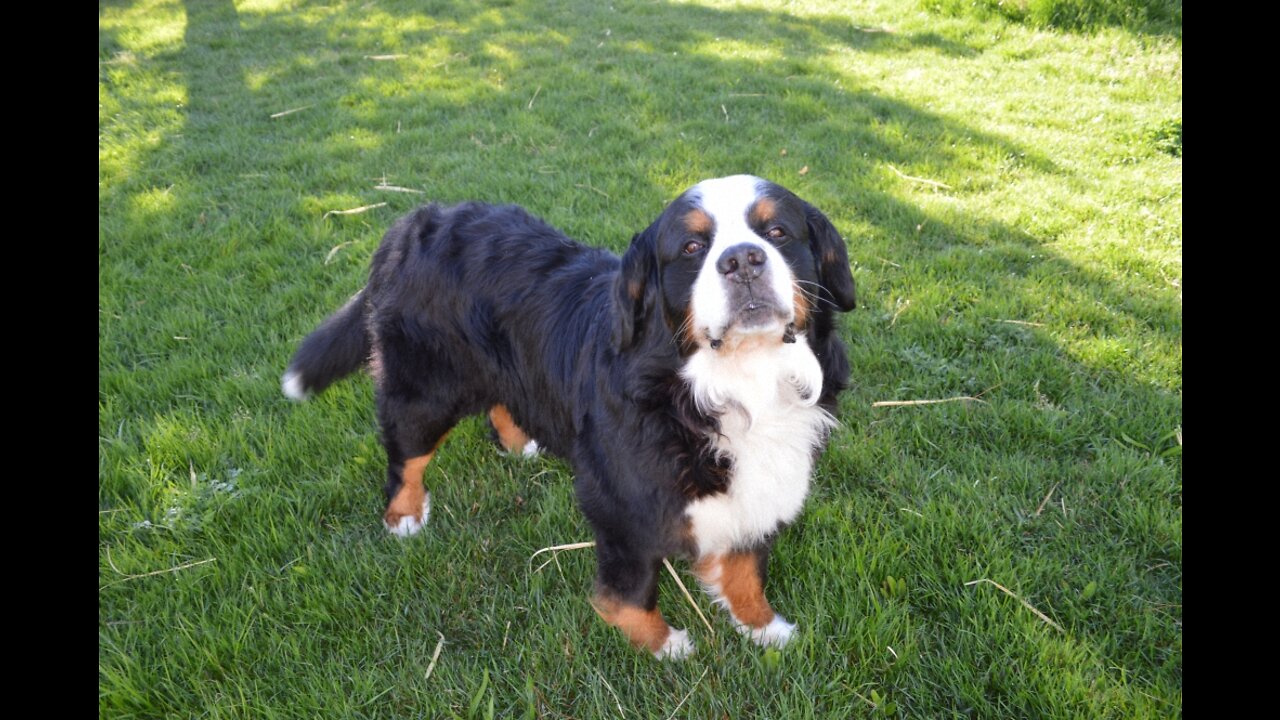 Bernese Mountain Dog in Park Playing with Tennis Ball #shorts