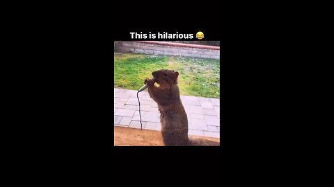 The funny squirrel is singing a song. _#funnyvideo#trending#viral#shortvieo#👀