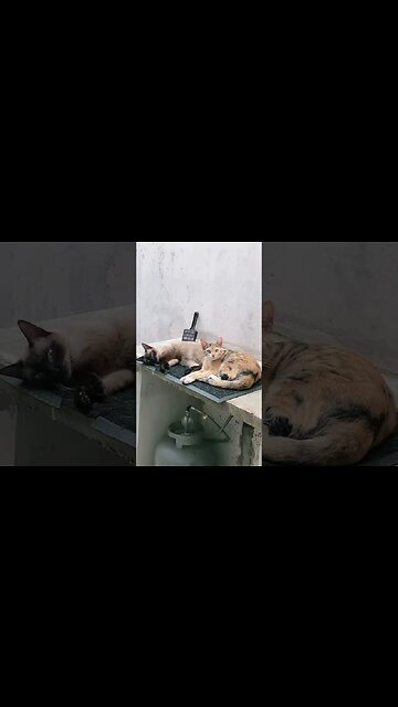 Uma historia #shorts