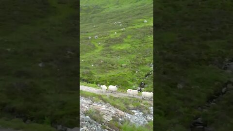 Highland sheep Scotland