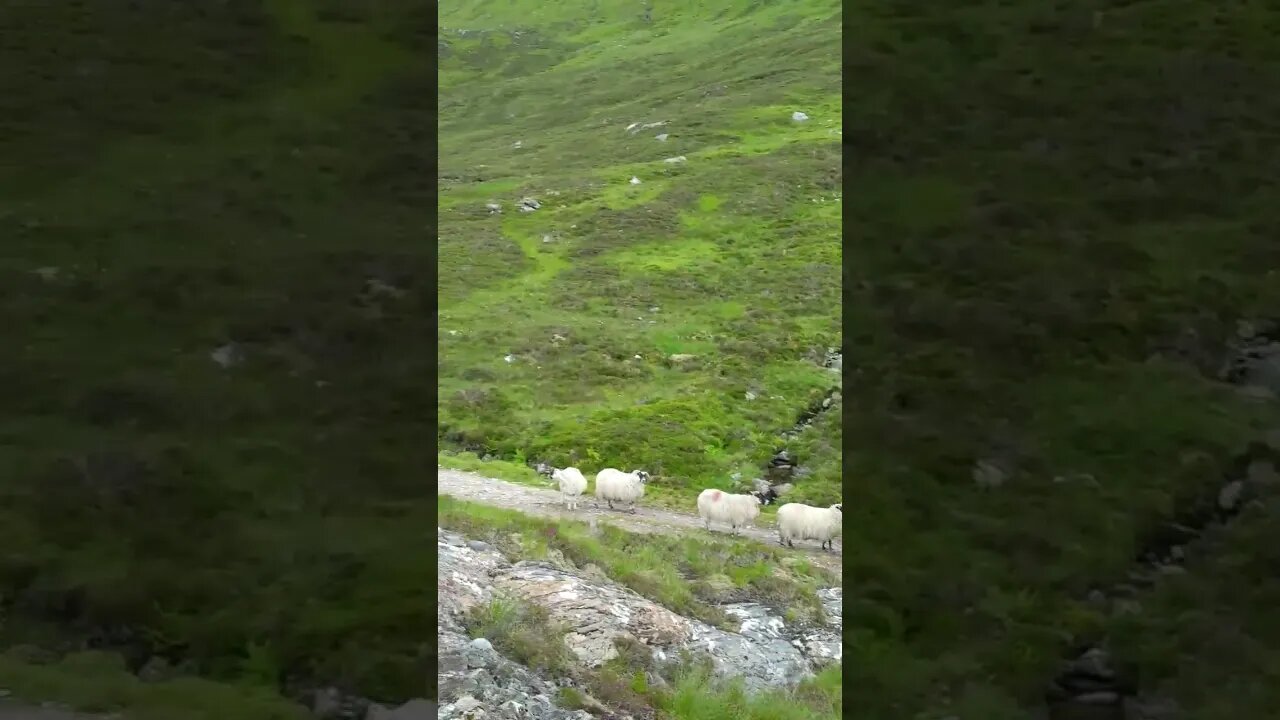 Highland sheep Scotland