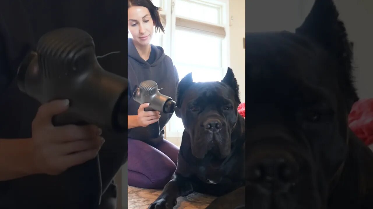 Dog Mom Massages Cane Corso #shorts #funnydogs #funnyanimals