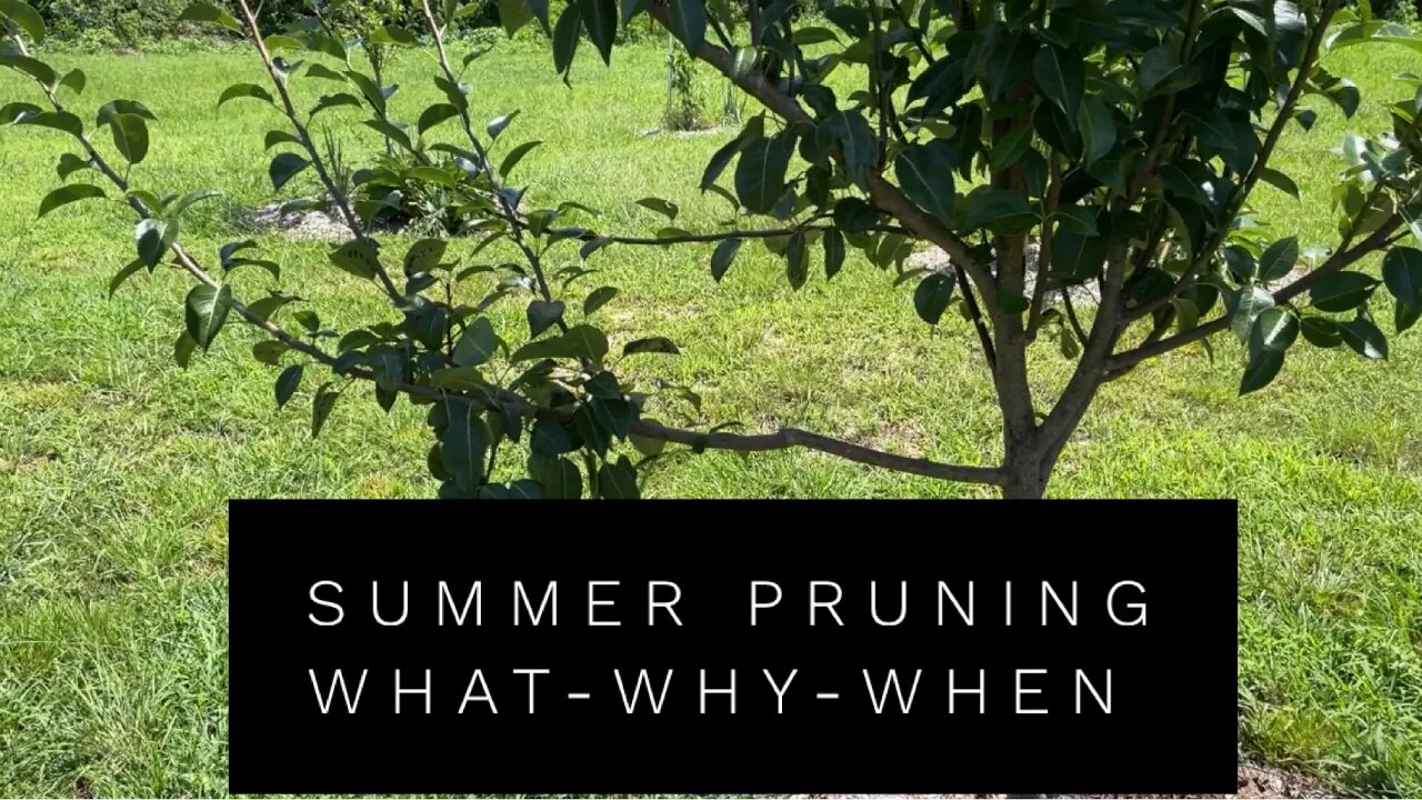 Summer Pruning | Pruning Fruit Trees in Late July