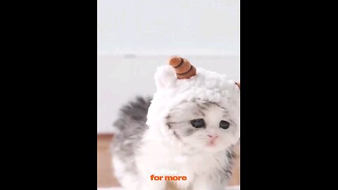 cute_#little_#kitten_💞🐾🫂