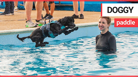 Dogs and their owners splash around together in open-air swimming pool