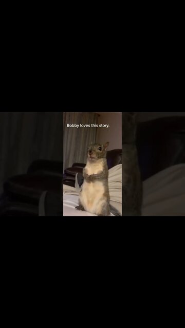 1Min Animal World #dogs #cats #pet