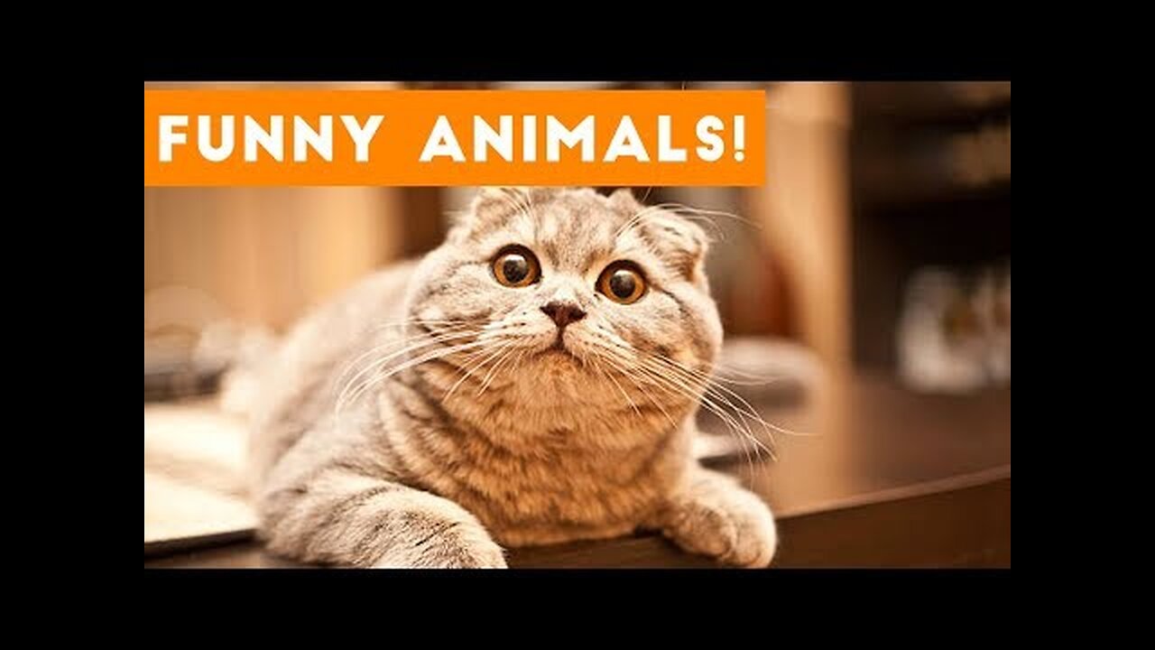 The Funniest animals: A video Full of Smiles"