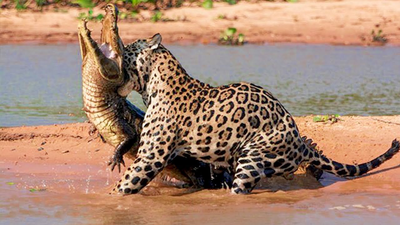 When the predators messed with the wrong animals.See what happened?