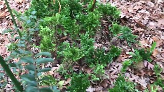 What About Winter Watering Of Boxwood Cuttings?