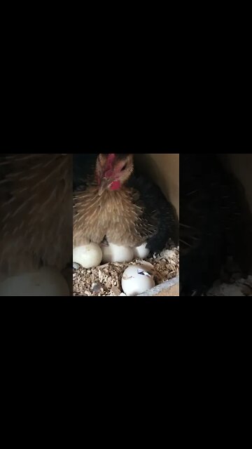 Baby chicks hatching under hen