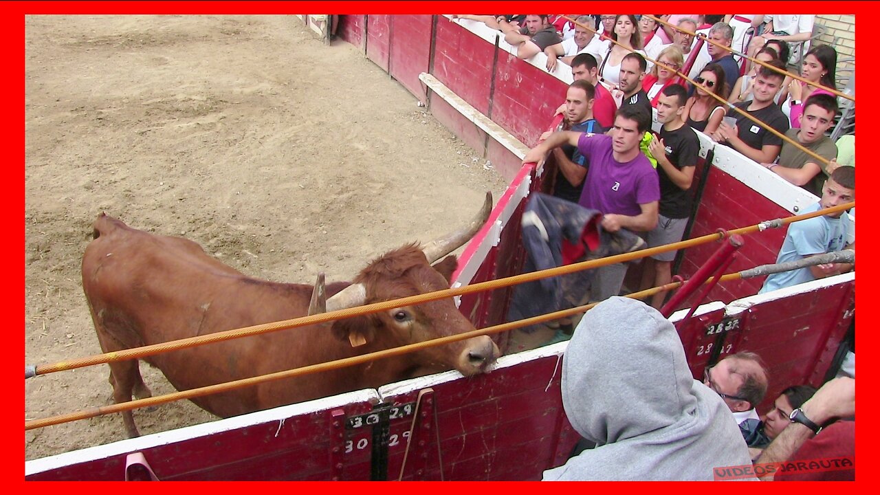 CADREITA ( NAVARRA ) TARDE VACAS EN PLAZA ( VIERNES 21 JULIO 2023 ) GAND.USTARROZ