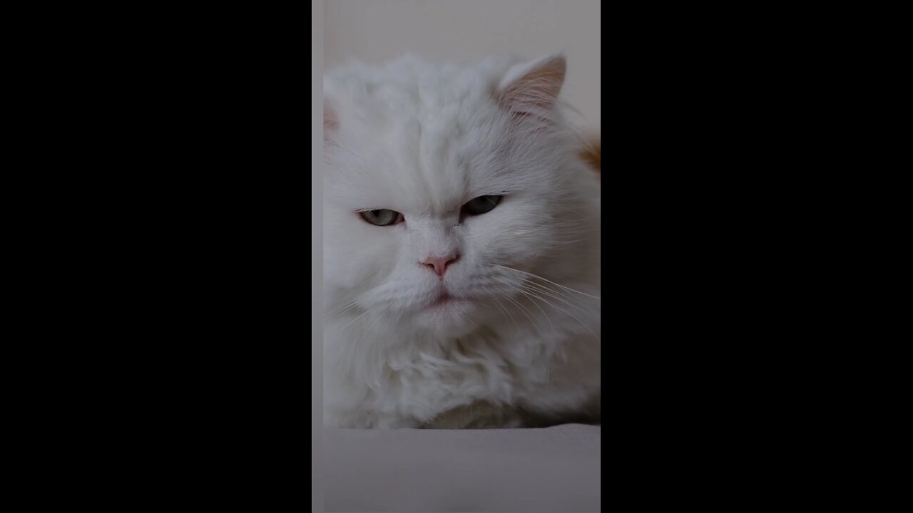 Cute Cat WhatsApp status tamil