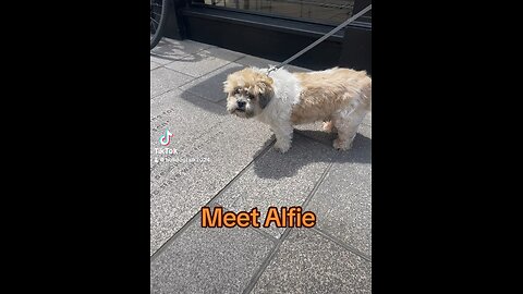 Alfie the dog