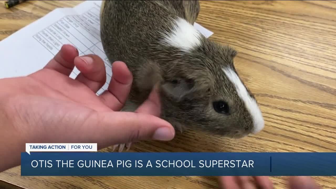 Otis the Guinea Pig is a superstar teacher's assistant at Tampa's Graham Elementary School