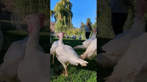 #turkeys #homestead #homesteading #homesteadlife