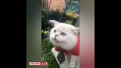 cute cat videos 😹 funny videos 😂1736