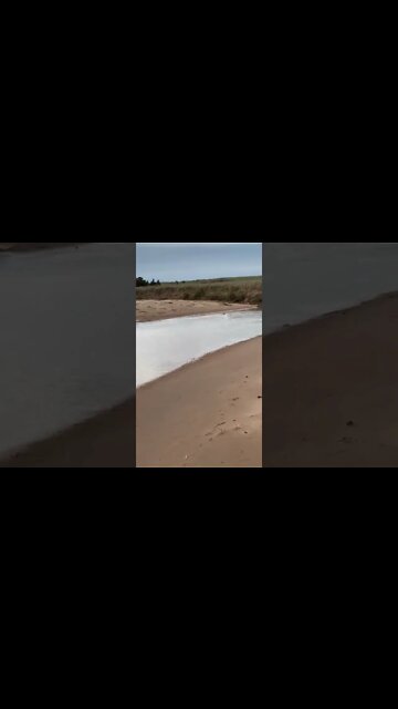 A beaver swimming at the beach in Canada