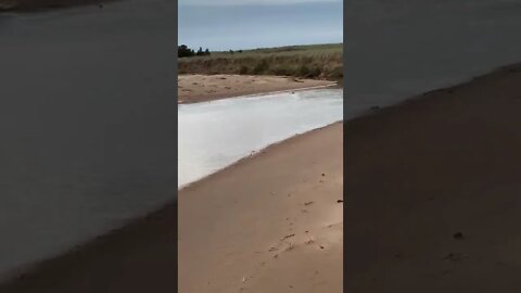 A beaver swimming at the beach in Canada