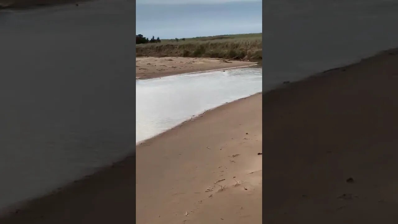 A beaver swimming at the beach in Canada
