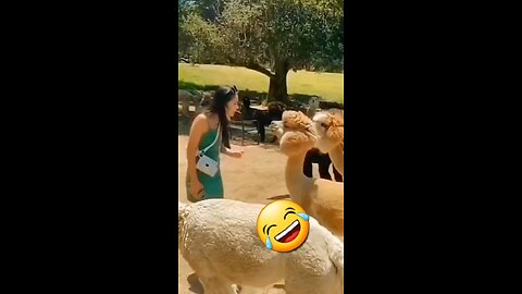 funny animal videos
