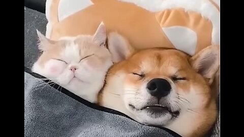 Unlikely Friendship: Astonishing Cat and Dog Duo! Funny Video Clips Memes