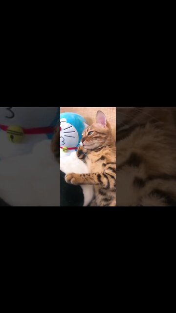 Cats Attitude to Next Level