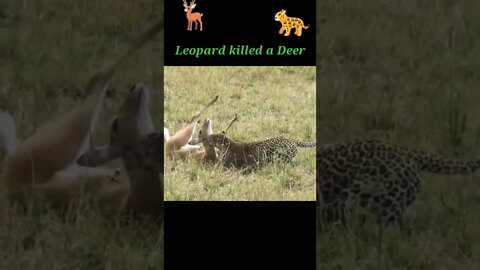 Leopard killed a Deer 🦌#shorts #youtubeshorts #shortvideo