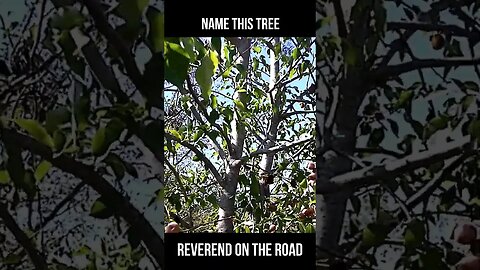 What is this Mysterious tree