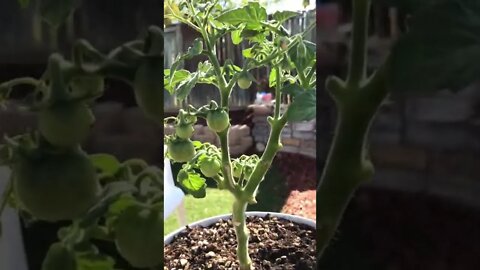 50 cherry tomatoes Flowering Tomato Plant