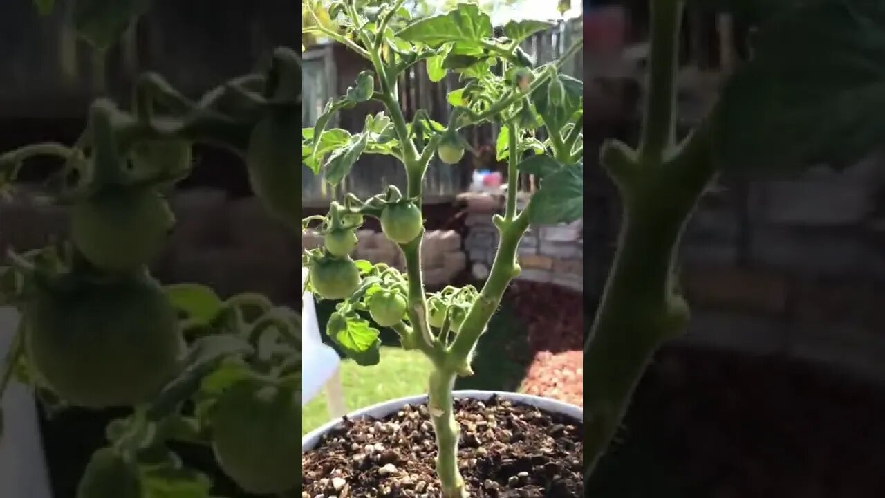50 cherry tomatoes Flowering Tomato Plant