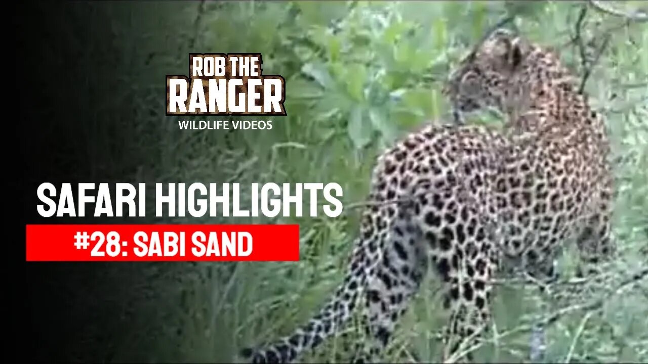 Safari Highlights #28: 01 - 03 January 2010 | Sabi Sand Nature Reserve | Latest Wildlife Sightings