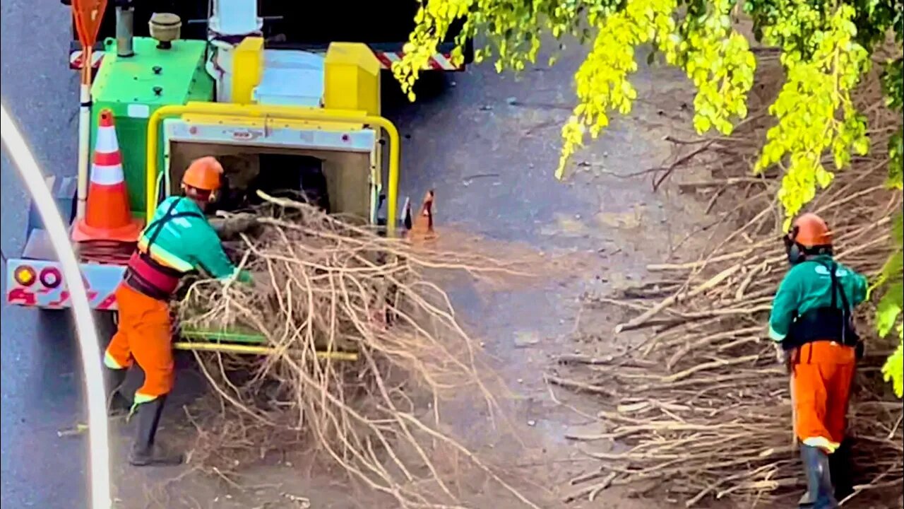 Barulho de Forrageira, Efeito Sonoro