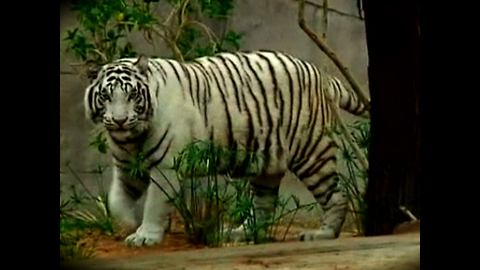 Rare White Tigers