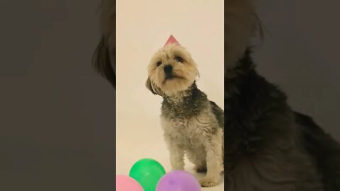 Cute dog birthday movement 🐕💞🎂|| #shorts #shortsfeed #cutedog