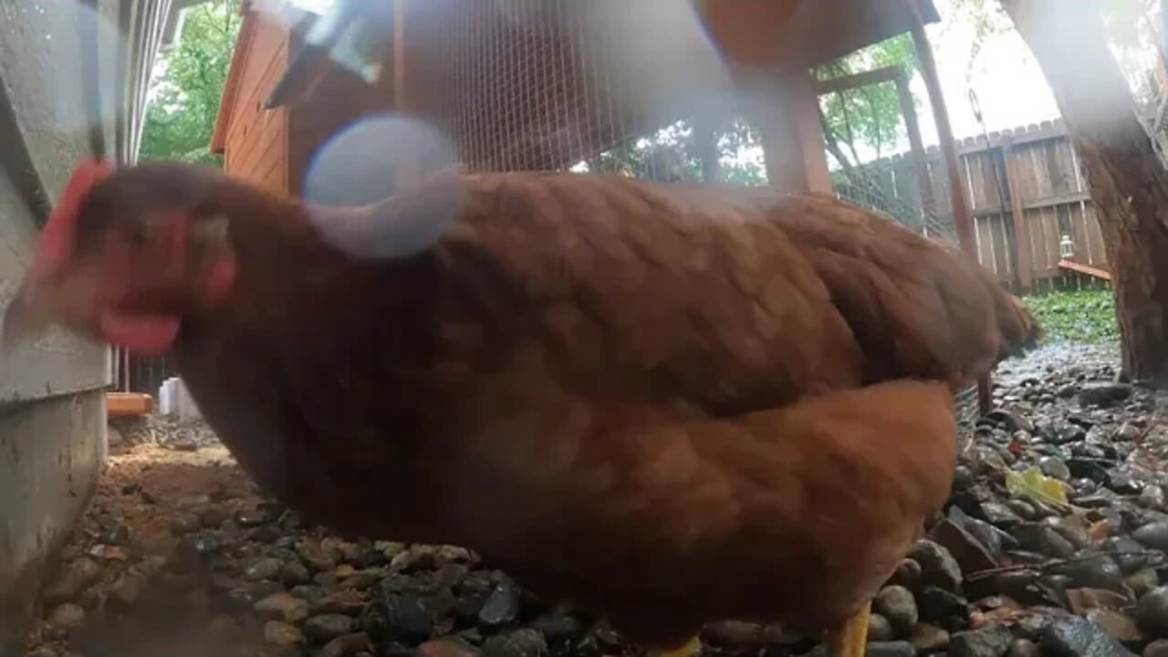 My Backyard Chickens - Week 19 Compilation