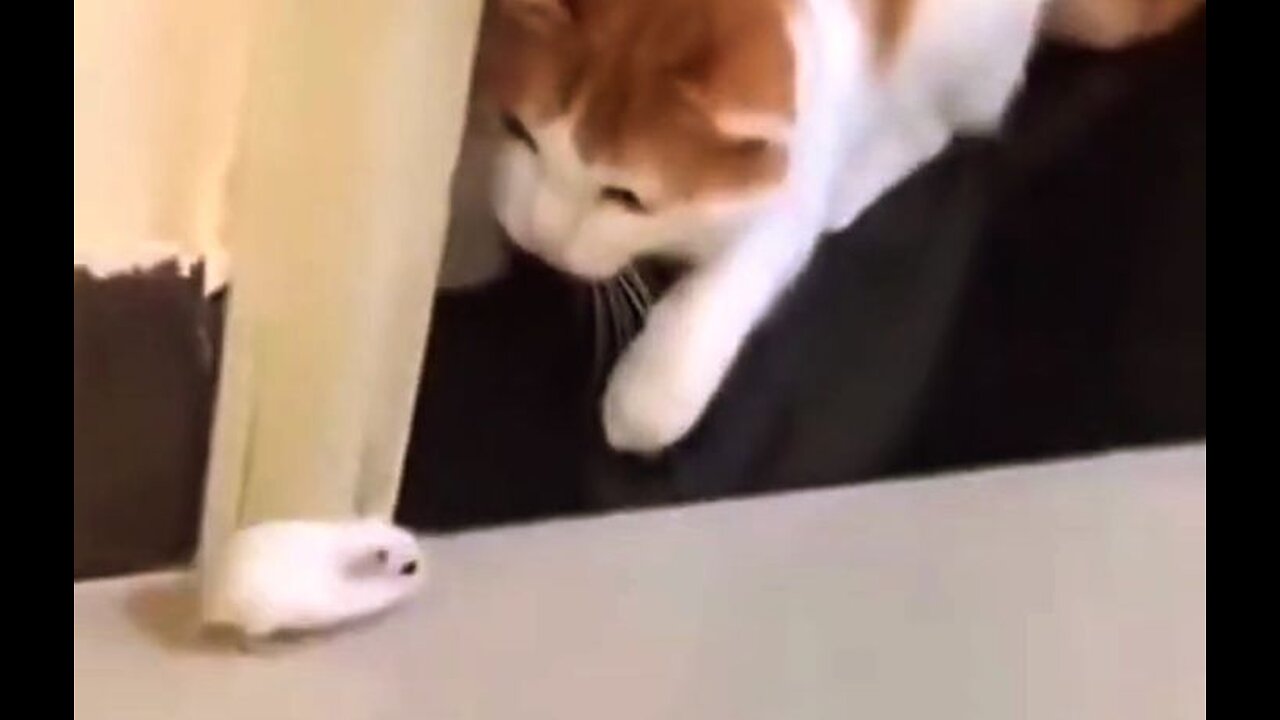 Mouse gets revenge by attacking the Cat