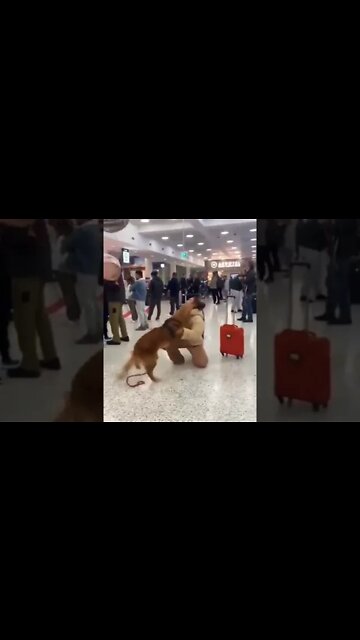This dog seeing his owner after she returned from vacation. #shorts #doglover #dog #shortsfeed