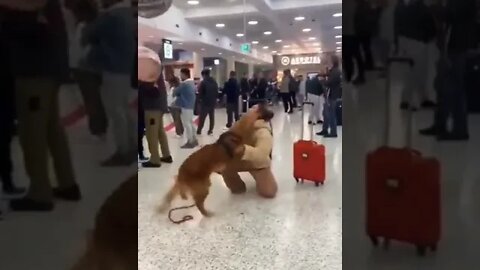 This dog seeing his owner after she returned from vacation. #shorts #doglover #dog #shortsfeed