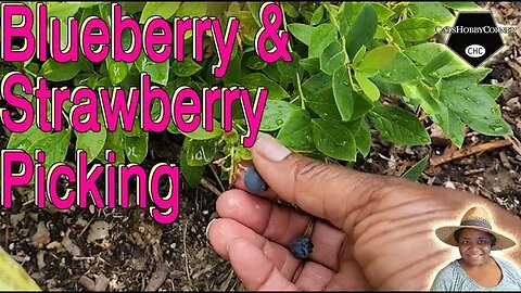 #blueberry & #strawberry #picking - #catshobbycorner