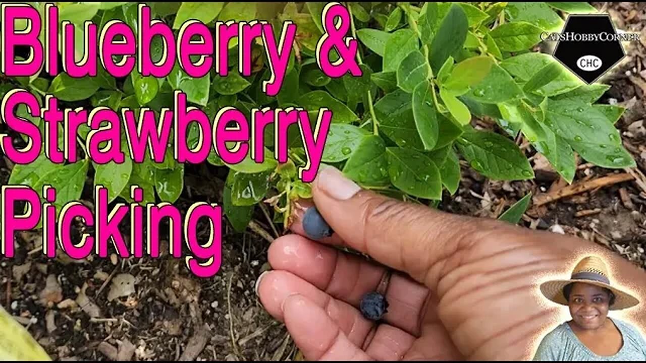 #blueberry & #strawberry #picking - #catshobbycorner