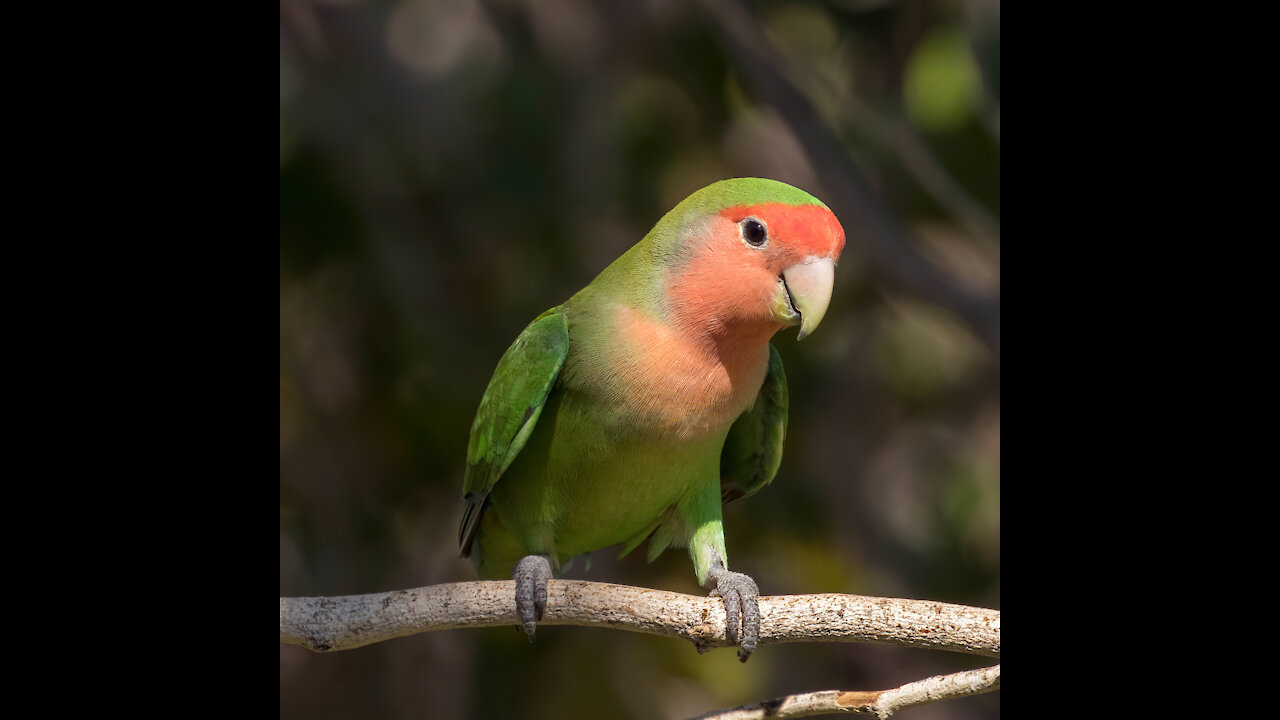 SMART AND FUNNY BIRD - 🦜 PARROT