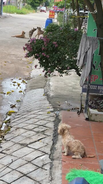 lonely dog ​​because no one to make friends with, watching other friends have fun