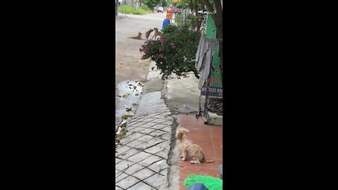 lonely dog ​​because no one to make friends with, watching other friends have fun