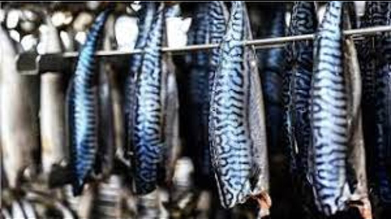 Modern Mackerel Fishing - Canned Fish Processing Line - Mackerel Processing Technology in Factory