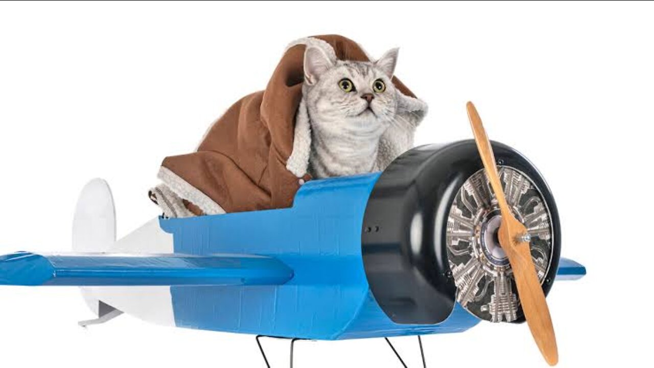 Cat Fight Flying toy | See the cat's weird posture