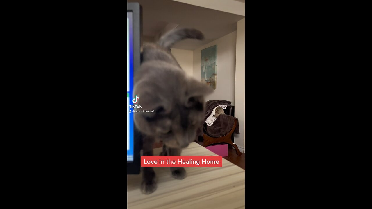 Kitties 🐈‍⬛ & Bagels 🥯❤️